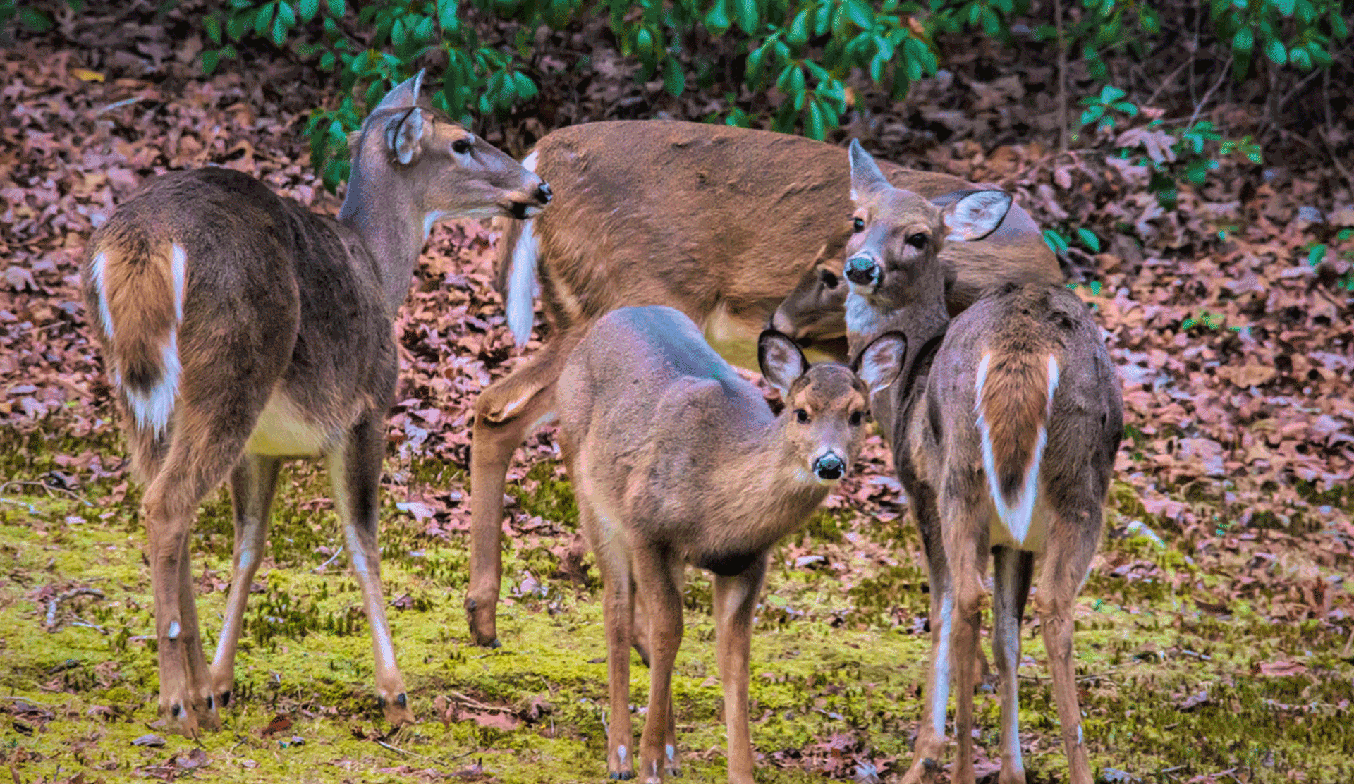 buddy-nature-deer-1